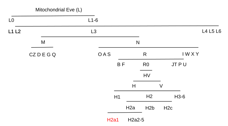 Mitochondrial Ancestry